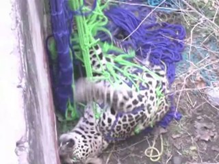 Un leopardo aterroriza a una ciudad india