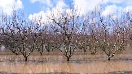 İzmir'de rekor yağış tarım arazilerini göle döndürdü