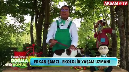 Sokak hayvanlarıyla aynı caddeleri paylaşmak