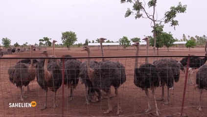 Mali : plus de 3000 autruches en captivité à la ferme Kledu
