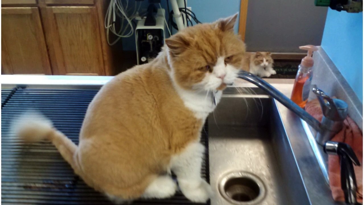 Rochester Hills Animal Clinic|Rochester Hills Animal Hospital