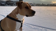 American Staffordshire Terrier - Winter activity | Ice-skating | Eislaufen