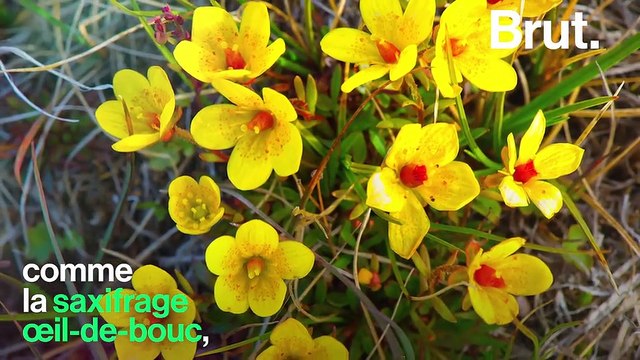 En France, des plantes sauvages disparaissent