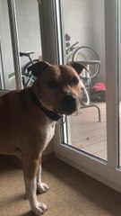 American Staffordshire Terrier barking - Hund bellt