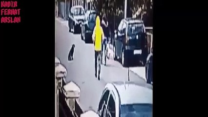 Gaspçıyı Etkisiz Hale Getiren Kahraman Köpek