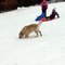Cet adorable chien s'amusant à la neige !