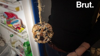 Tuto : comment faire une boule de graisse pour oiseaux ?