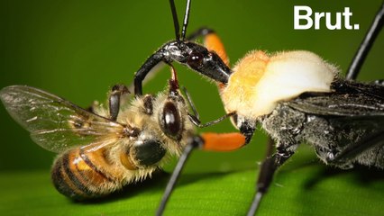 La redoutable technique de chasse des punaises assassins