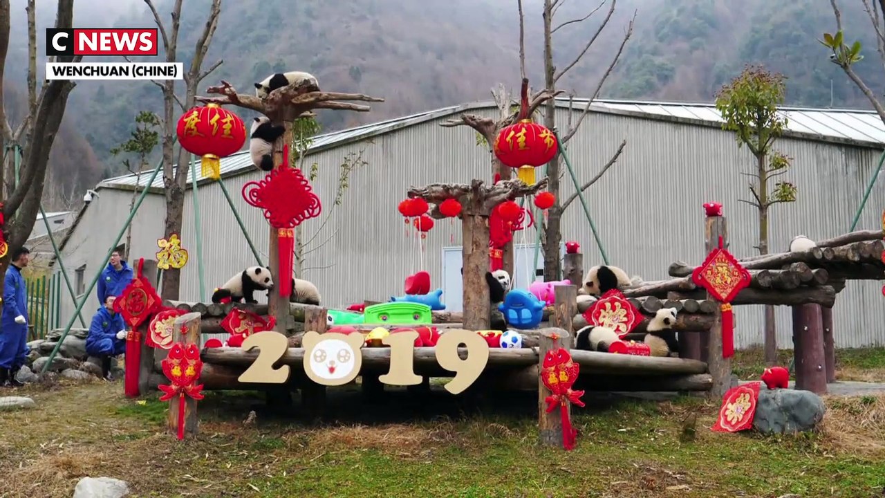 Des bébés pandas prêts à célébrer le Nouvel An chinois