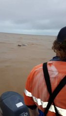 Rescuing a Cow from a Flooded River