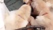 Cute Puppies playing with Mom | Cute trending videos compilatioons 2019