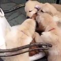 Cute Puppies playing with Mom | Cute trending videos compilatioons 2019