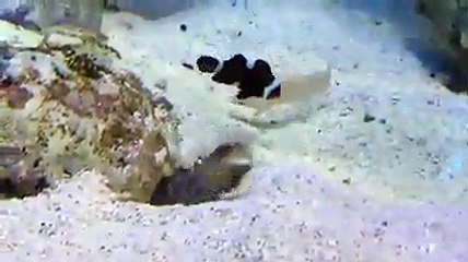 Fishes playing with each other caught on Camera - Cute Viral videos compilation 2019
