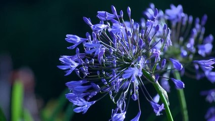 The most beautiful flowers in the world of nature