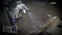 Un abattoir polonais met sur le marché de la viande de vaches malades - L'info du vrai du 01/01 - CANAL+
