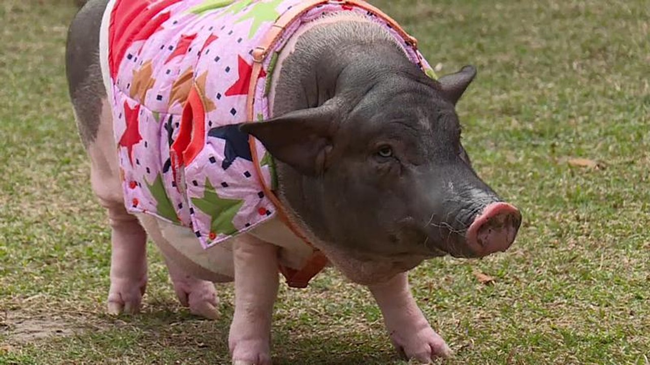 WG-Genosse Schwein