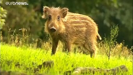 فرنسا تنشر الجيش لصيد الخنازير البرية