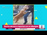 Perrito abraza a reportero en albergue, y es adoptado | Noticias con Yuriria