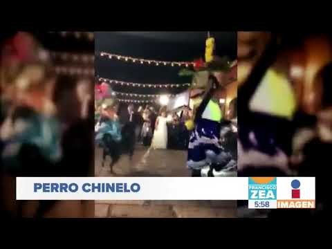 Perro chinelo participa en las danzas tradicionales de Oaxaca | Noticias con Francisco Zea