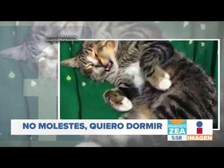 ¡Qué ternura! Este hermoso gatito no se quiere despertar | Noticias con Francisco Zea