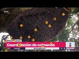 Este impresionante panal de abejas ¡te encantará! | Noticias con Yuriria Sierra