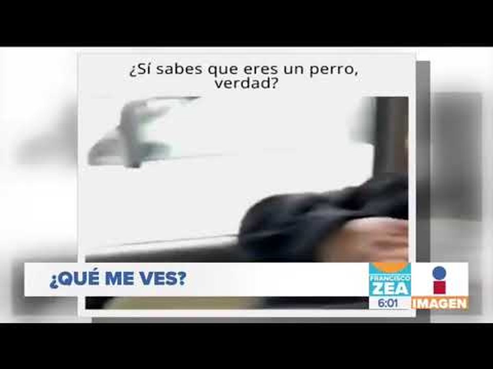 Sorprenden a un perrito sentado como un humano | Noticias con Francisco Zea