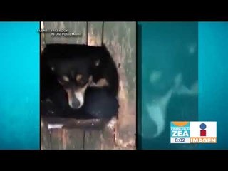 Perro salvó a un gatito de morir congelado en la nieve | Noticias con Francisco Zea