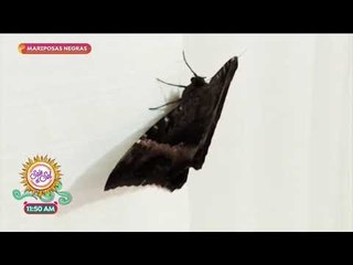 Casos Sin Respuestas: ¿Qué significan las mariposas negras? | Sale el Sol