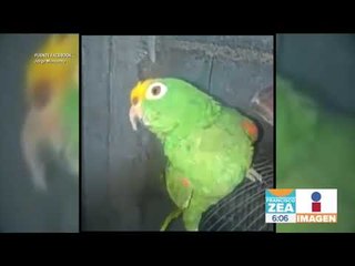 Lorito venezolano dice: “Maduro está loco, loco, loco” | Noticias con Francisco Zea