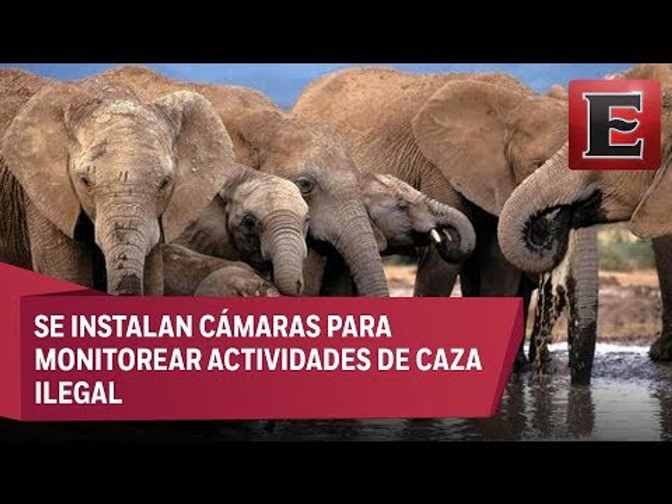 Cambio Climático: Inteligencia Artificial para proteger la vida silvestre
