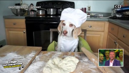 Bêtisier spécial chiens : les images les plus drôles !