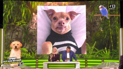 Les animaux stars des réseaux sociaux