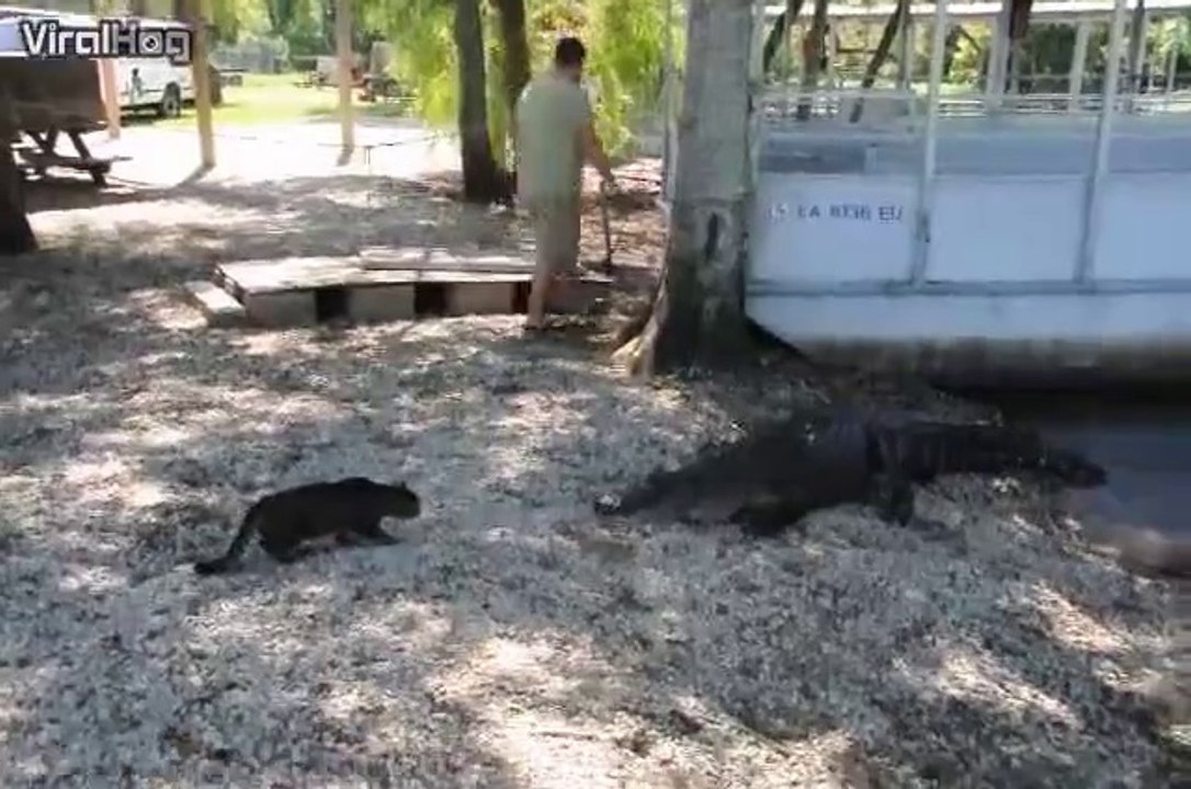 Un chat qui n'a pas peur des crocodiles... Un vrai Redneck du Bayou