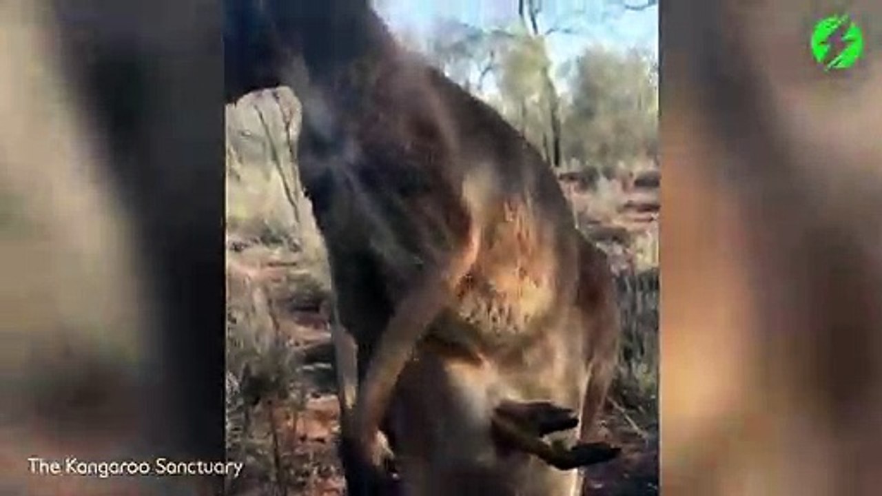 Ce bébé kangourou est bien trop vieux pour rentrer dans la poche de maman...