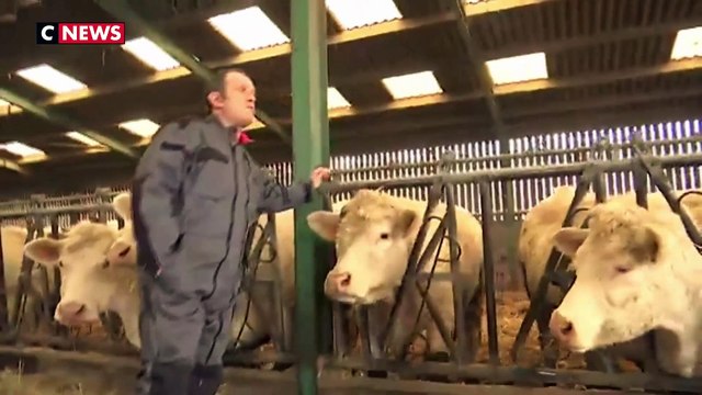 Viande avariée polonaise : la colère des éleveurs français