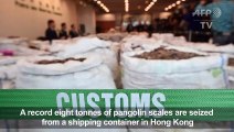 Hong Kong seizes record eight tonnes of pangolin scales