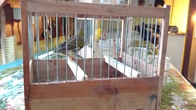 La couleur du canari harzer expliquée par Albert Orban