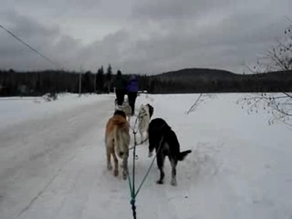 les chiens de traineau