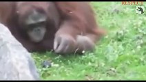 Animal Heroes _ Animal Helps and Saves Other Animal _ Try To Watch This Without Crying _ RESPECT ( 240 X 426 )
