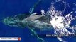 Scientists Have Captured Rare Video Of Minutes-Old Baby Humpback Whale