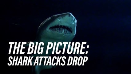 This may be the reason shark attacks dropped suddenly