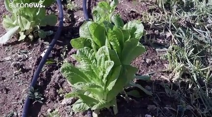 شاهد: "مزرعة أمُّ سليمان.".. ملتقى عشّاق الطبيعة المحاطة بالمستوطنات الإسرائيلية