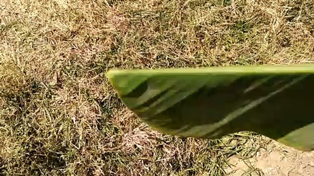 A flower, sometimes known as a bloom or blossom, is the reproductive structure found in flowering plants (plants of the division Magnoliophyta, also called angiosperms). The biological function of a flower is to effect reproduction, usually by providing a