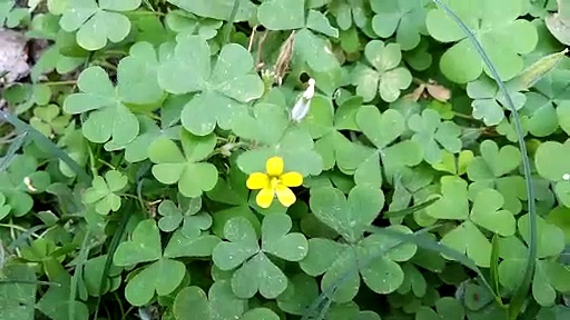 ⁣A flower, sometimes known as a bloom or blossom, is the reproductive structure found in flowering pl