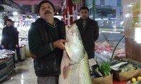 Balık pazarında dev kurşun balığı