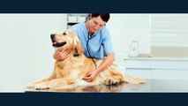 Emergency Veterinarian Rochester Hills|Emergency Vet Rochester Hills