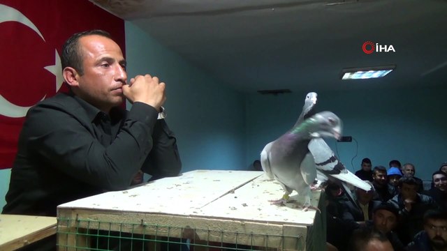 Otomobil fiyatına güvercin...Açık artırmaya çıkan güvercinler 20 TL'den 75 bin TL’ye kadar alıcı buluyor