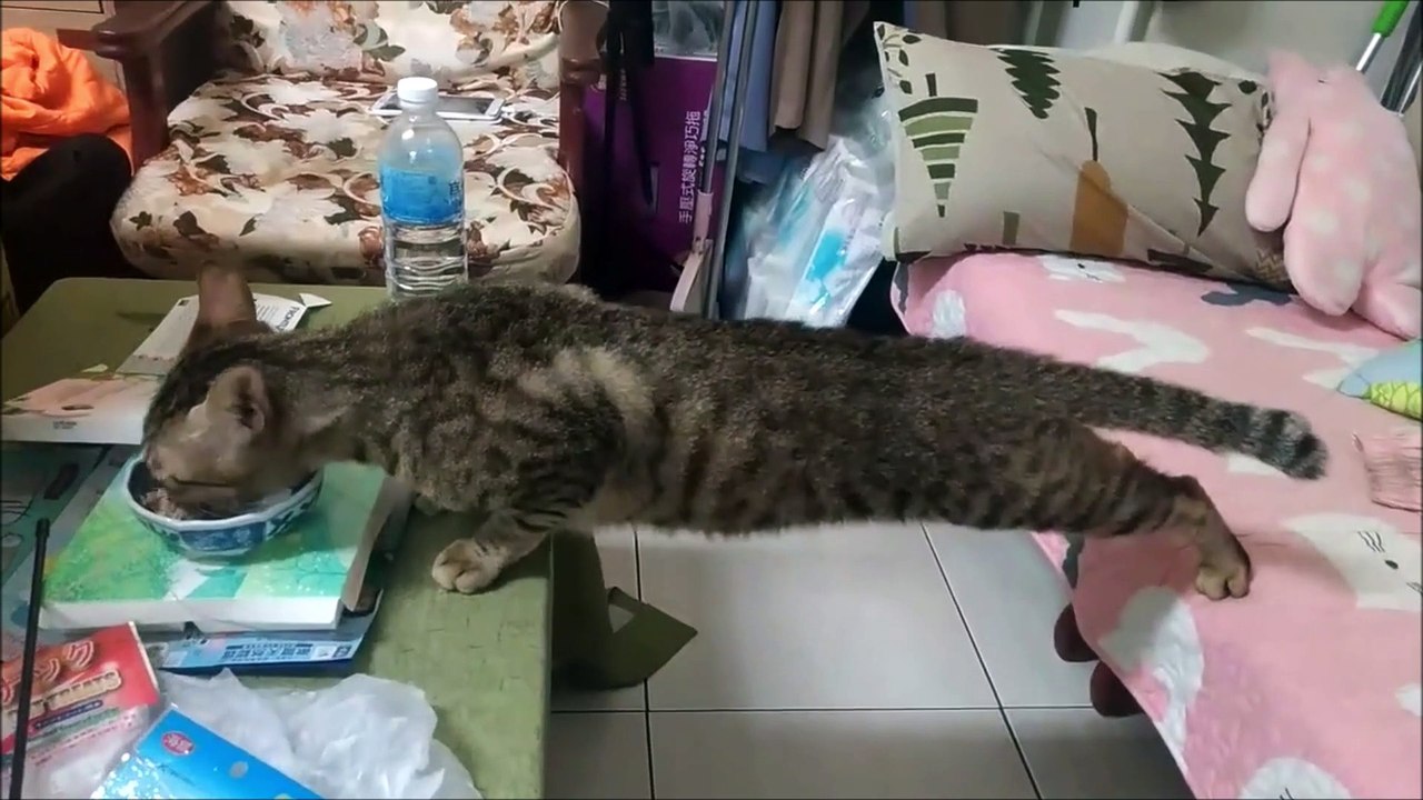 La façon dont ce chat mange sa gamelle va vous faire mourir de rire