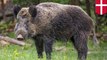 Denmark bangun tembok untuk cegah flu babi dari babi hutan yang terinfeksi - TomoNews