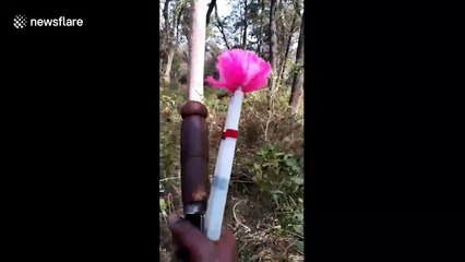 Indian authorities use elephants to catch man-eating tiger